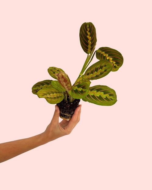 Maranta Leuconeura Mini - Pur Plant