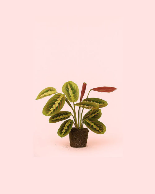 Maranta Leuconeura Mini - Pur Plant
