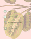 Maranta Leuconeura Mini - Pur Plant
