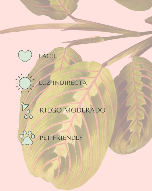 Maranta Leuconeura Mini - Pur Plant
