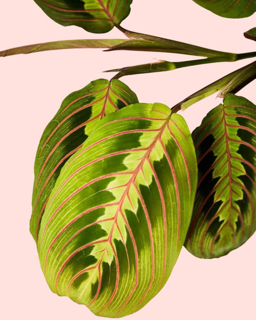 Maranta Leuconeura Mini - Pur Plant