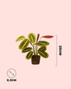 Maranta Leuconeura Mini - Pur Plant