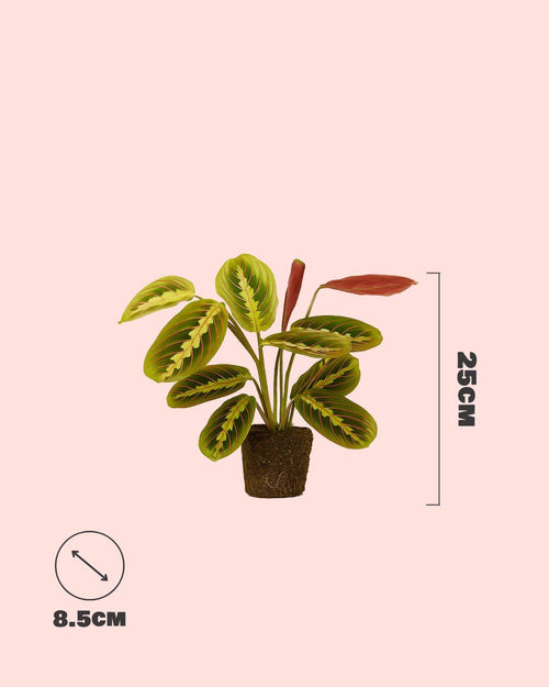 Maranta Leuconeura Mini - Pur Plant