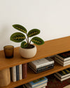 Maranta Leuconeura Mini - Pur Plant