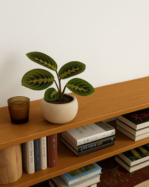 Maranta Leuconeura Mini - Pur Plant