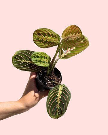 Maranta Leuconeura Mini