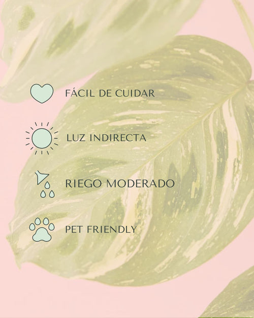 Maranta Variegada M - Pur Plant