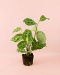 Maranta Variegada M