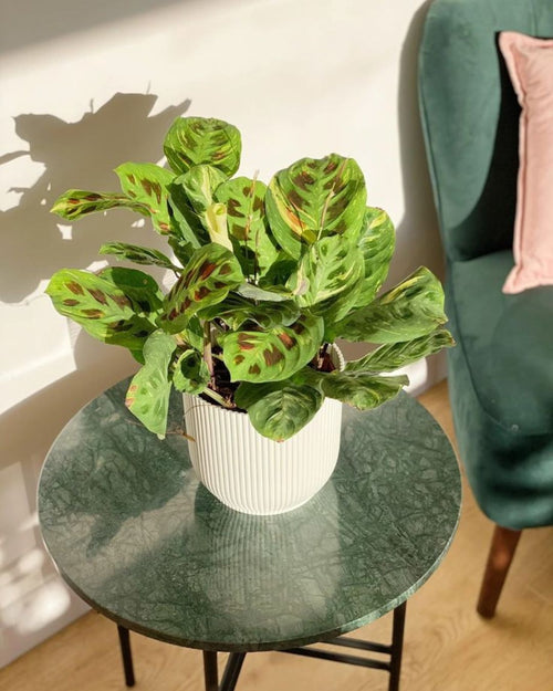 Maranta Variegada M - Pur Plant