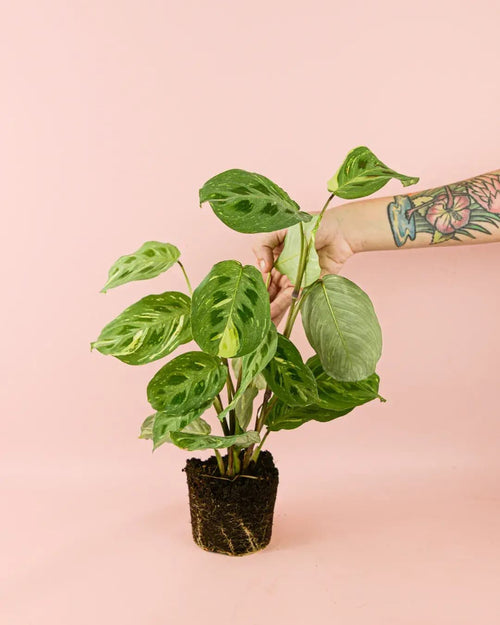 Maranta Variegada M - Pur Plant