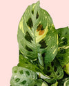 Maranta Variegada M - Pur Plant