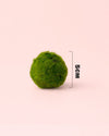 Marimo Ball – Mini Bola de Musgo Viva 4 - 5 cm - Pur Plant