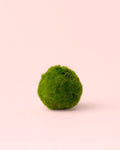 Marimo Ball – Mini Bola de Musgo Viva 4-5 cm