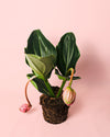 Medinilla Flamenco L - Pur Plant