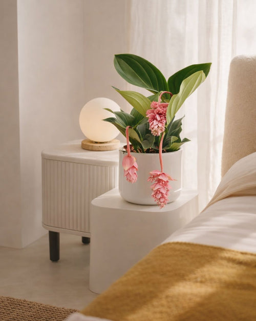 Medinilla Flamenco L - Pur Plant