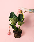 Medinilla Flamenco L