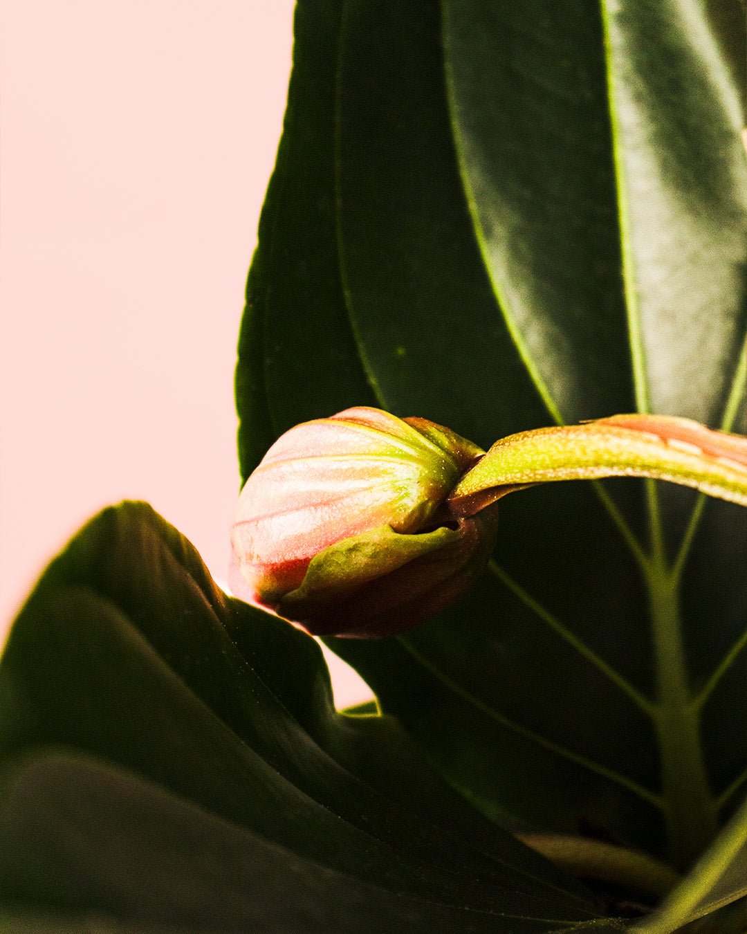 Medinilla Flamenco L - Pur Plant