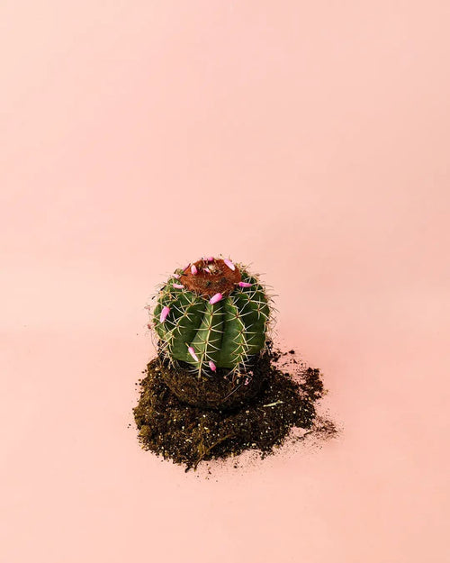 Melocactus Bahiensis M - Pur Plant