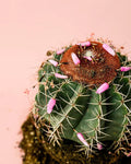 Melocactus Bahiensis M