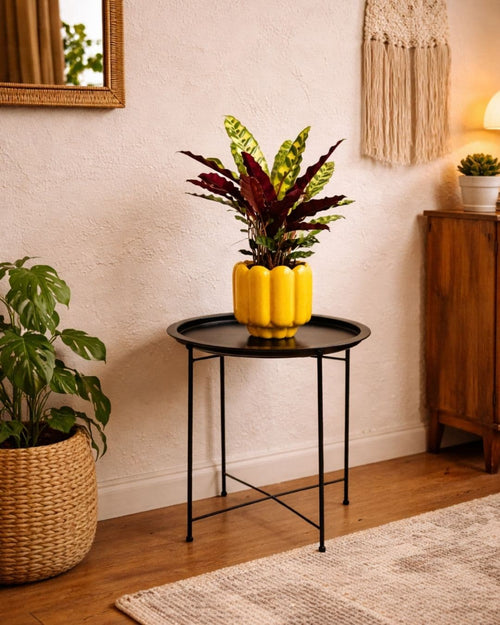 Mesa Soporte para Plantas - Pur Plant