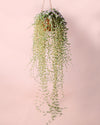 Mesembryanthemum M - Pur Plant