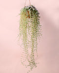 Mesembryanthemum M