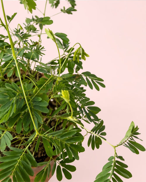 mimosa-en-terracota-detalle