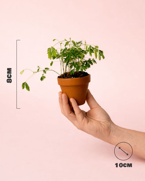 mimosa-en-terracota-size