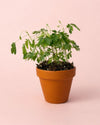 Mimosa Púdica – Planta Sensitiva Mini - Pur Plant