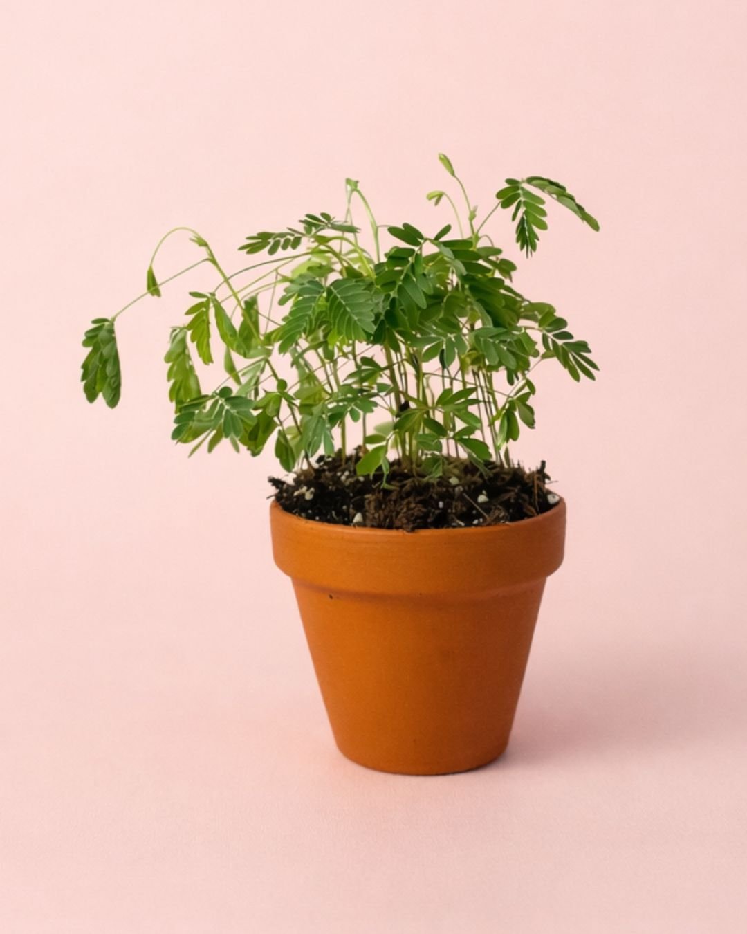 Mimosa Púdica – Planta Sensitiva Mini - Pur Plant