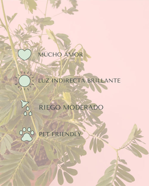 Mimosa Púdica – Planta Sensitiva Mini - Pur Plant