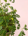 Mimosa Púdica – Planta Sensitiva Mini - Pur Plant