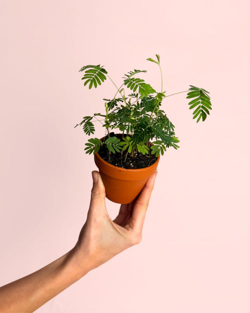 mimosa pudica