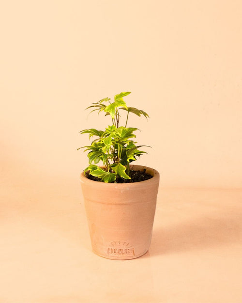 Mini Maceta Artesanal Pur Plant – Salmón 10 cm - Pur Plant