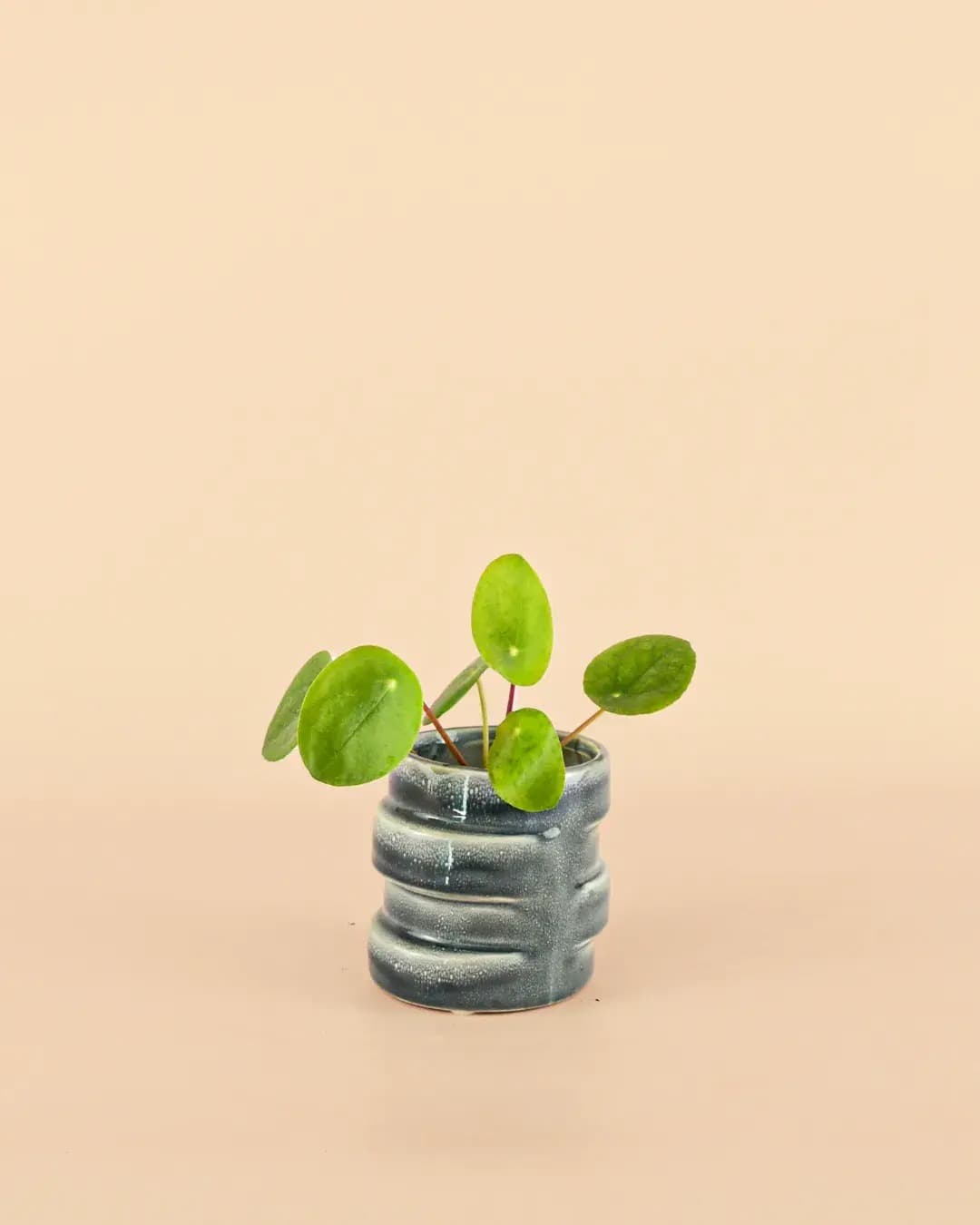 Mini Maceta Organic Blue 7 cm - Pur Plant