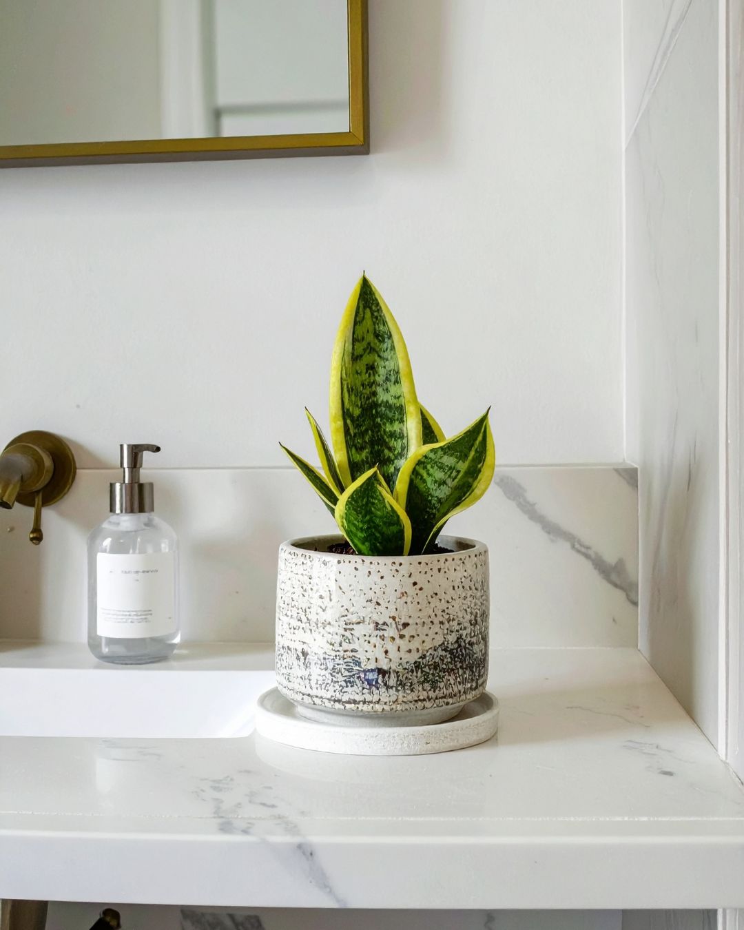 mini sansevieria golden