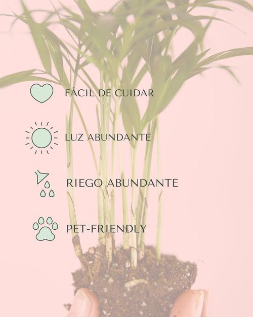 chamaedorea elegans mini cuidados