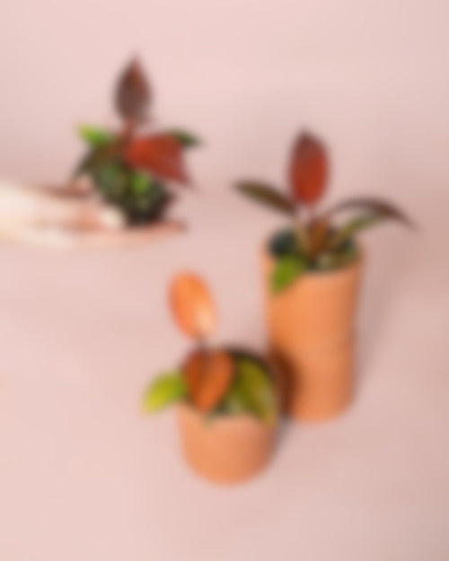MISTERYPLANT Regalo - Pur Plant
