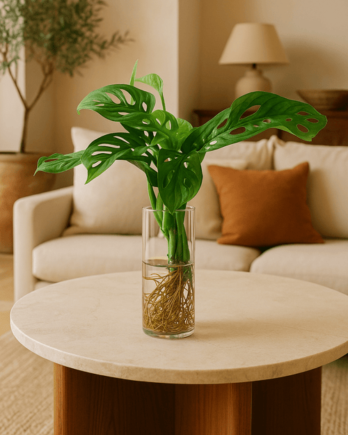 Monstera Adansonii Hidroponia - Pur Plant
