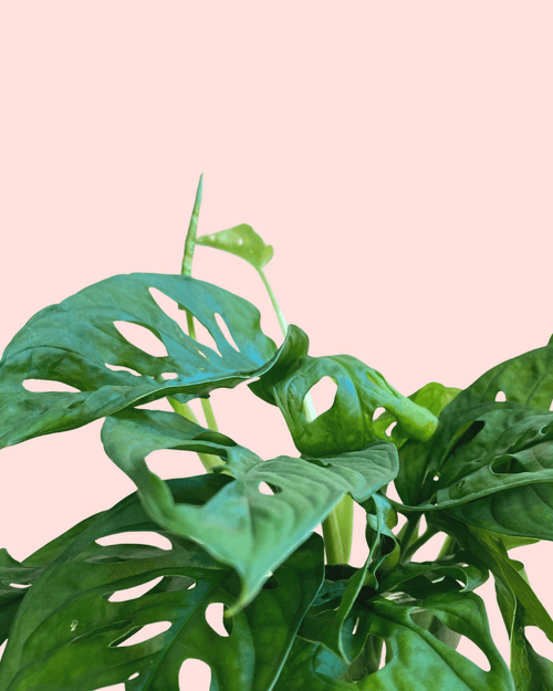 Monstera Adansonii Hidroponia - Pur Plant