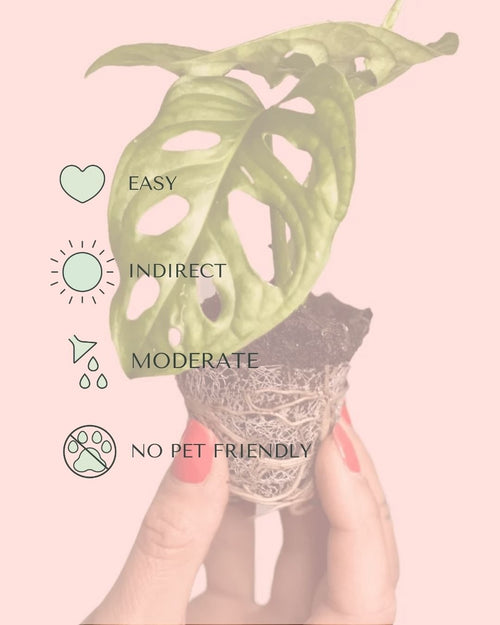 Monstera Adansonii Mini - Pur Plant