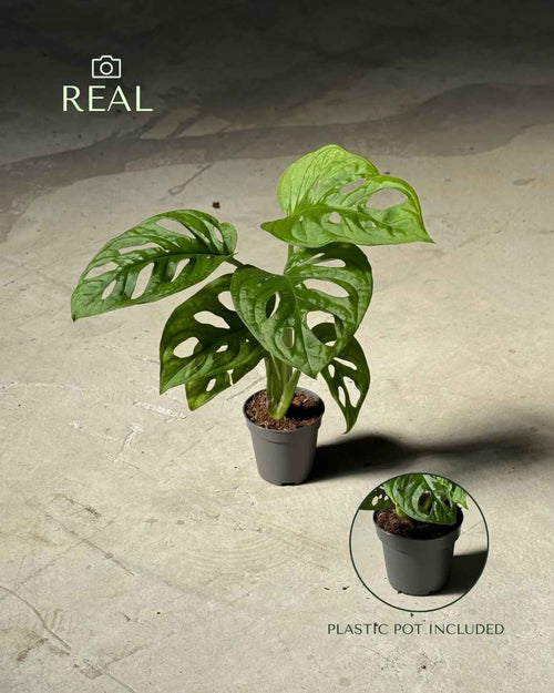 Monstera Adansonii Mini - Pur Plant