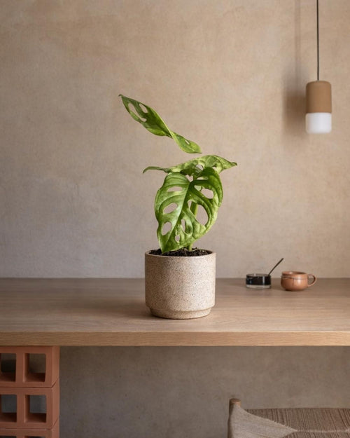 Monstera Adansonii Mini - Pur Plant