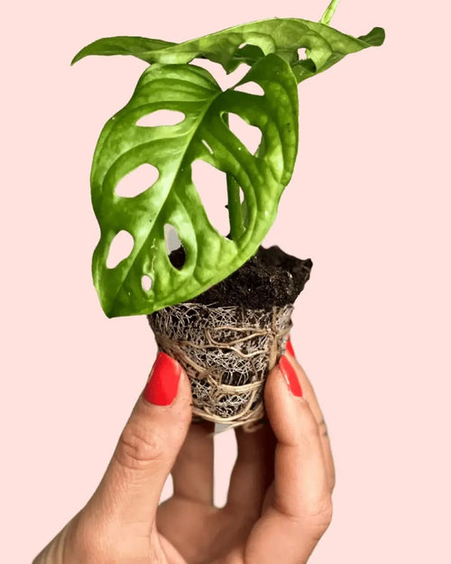 Monstera Adansonii Mini - Pur Plant