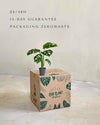 Monstera Adansonii Mini - Pur Plant