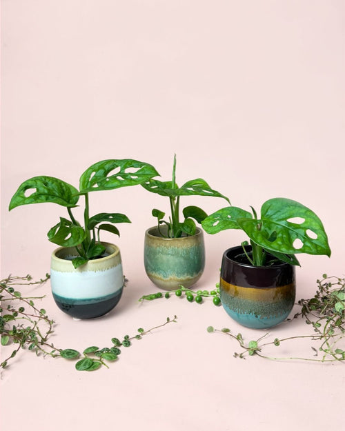 Monstera Adansonii Mini con Maceta Cerámica - Pur Plant