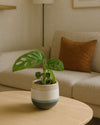 Monstera Adansonii Mini con Maceta Cerámica - Pur Plant