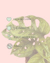 Monstera Adansonii Mint M - Pur Plant
