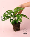 Monstera Adansonii Mint M - Pur Plant