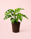 Monstera Adansonii Obliqua Mint M